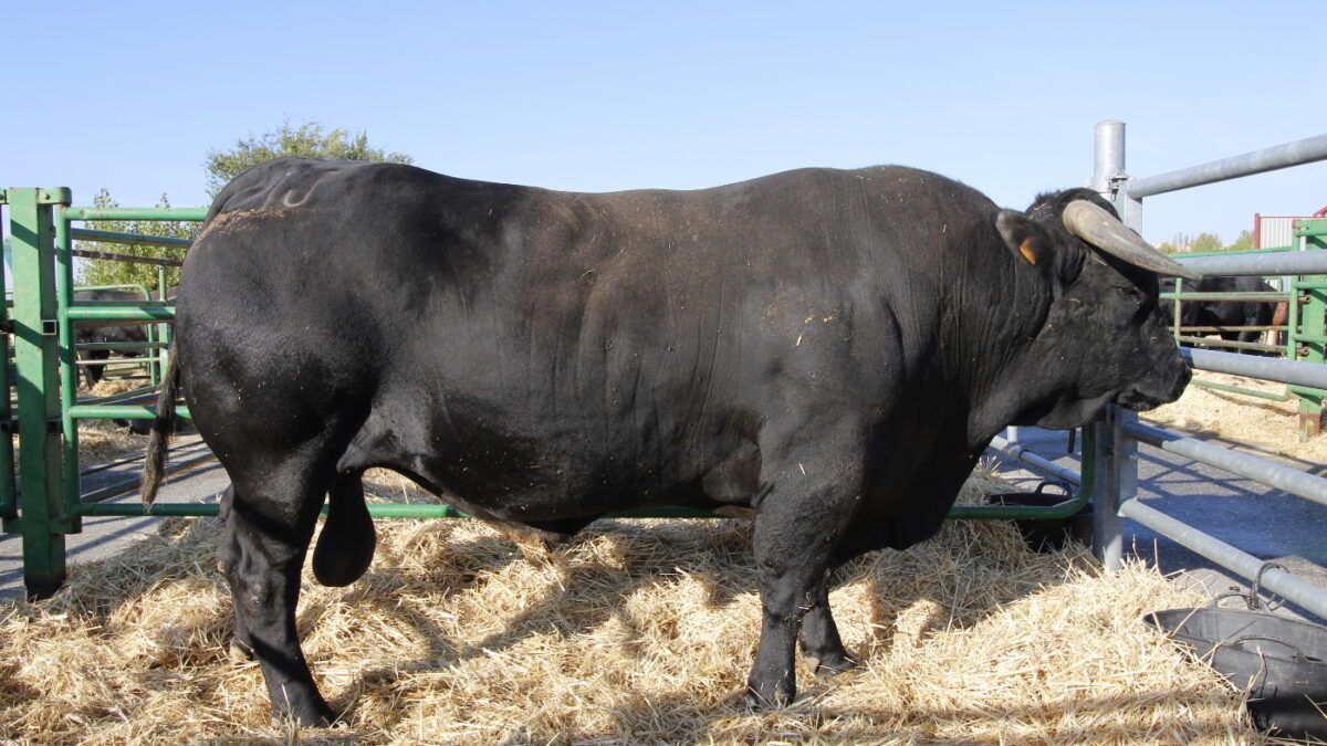 RAZA-AVILENA-2024