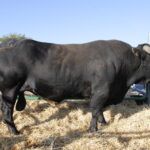 RAZA-AVILENA-2024