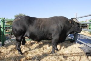 RAZA-AVILENA-2024