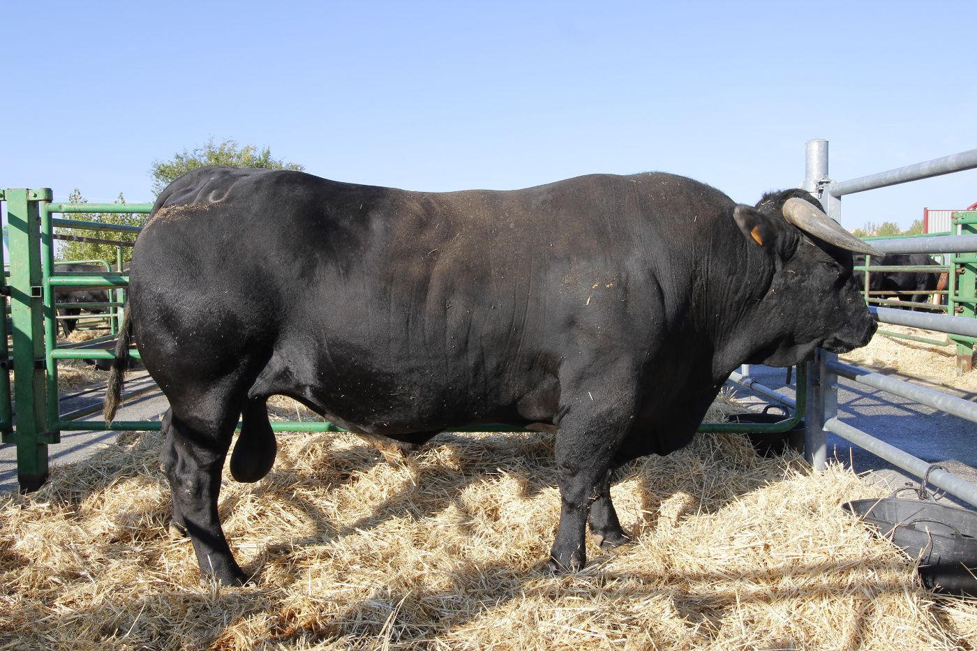 RAZA-AVILENA-2024